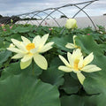 Hindu Sacred White Lotus (Bare Root) - Play It Koi