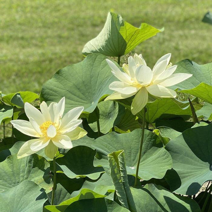 Hindu Sacred White Lotus (Bare Root) - Play It Koi