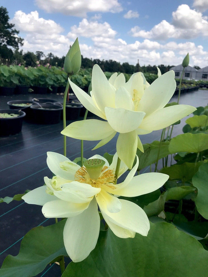 Hindu Sacred White Lotus (Bare Root) - Play It Koi