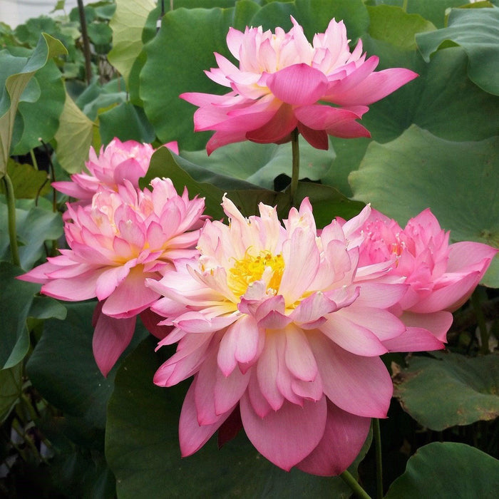 Holy Fire - Never Fails Lotus (Bare Root) - Play It Koi