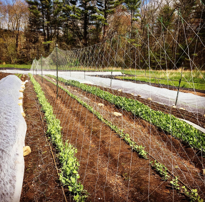 Hortonova FG Trellis: 59" x 100'