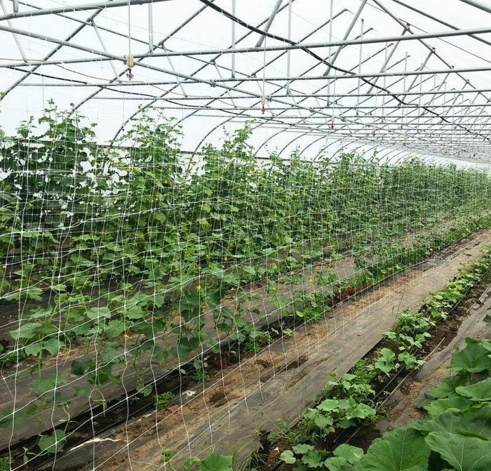Hortonova FG Trellis: 59" x 100'