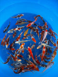 Hosokai Koi Farm – Kawarimono & Gosanke Tosai Packages