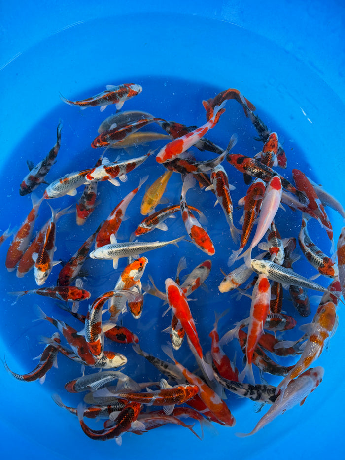 Hosokai Koi Farm – Kawarimono & Gosanke Tosai Packages
