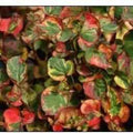 Houttuynia Cordata 'Variegata' - Chameleon Plant (Bare Root) - Play It Koi