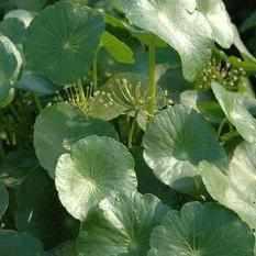 Hydrocotyle Bonariensis - Giant Pennywort (Bare Root) - Play It Koi