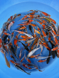 Ikarashi Ozumi Koi Farm – Kawarimono Designer Tosai Packages