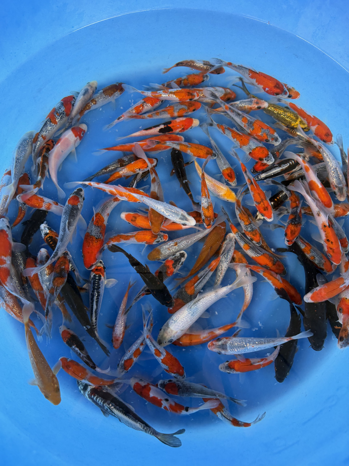 Ikarashi Ozumi Koi Farm – Kawarimono Designer Tosai Packages