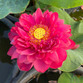 Insular Dark Dye Lotus (Bare Root)
