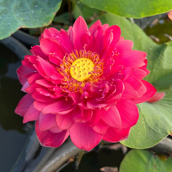 Insular Dark Dye Lotus (Bare Root)