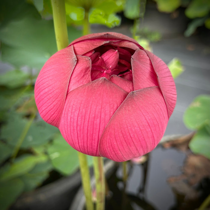 Insular Dark Dye Lotus (Bare Root)