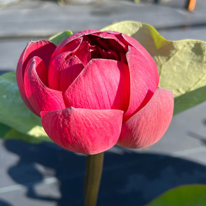 Insular Dark Dye Lotus (Bare Root)