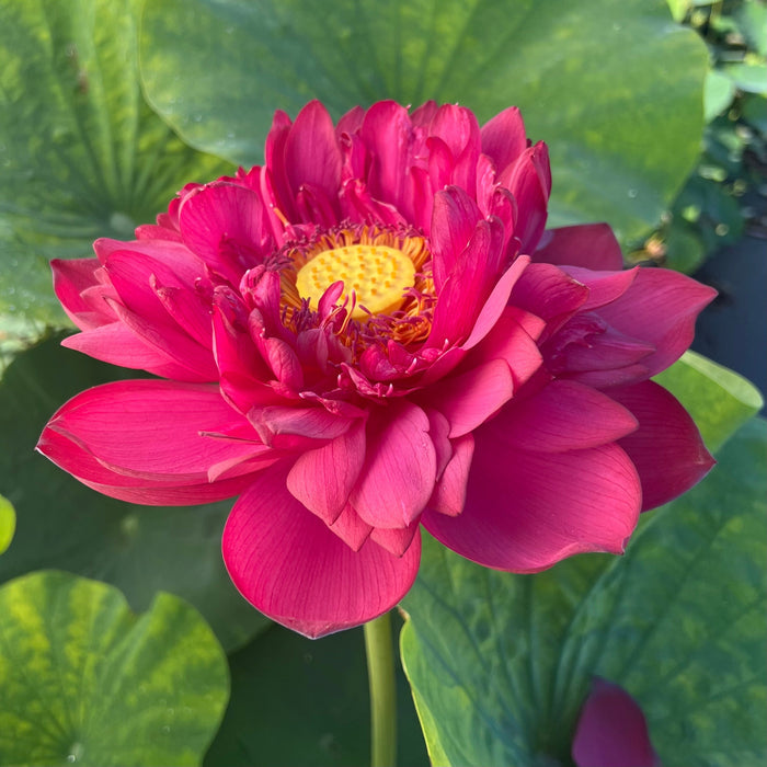 Insular Dark Dye Lotus (Bare Root)