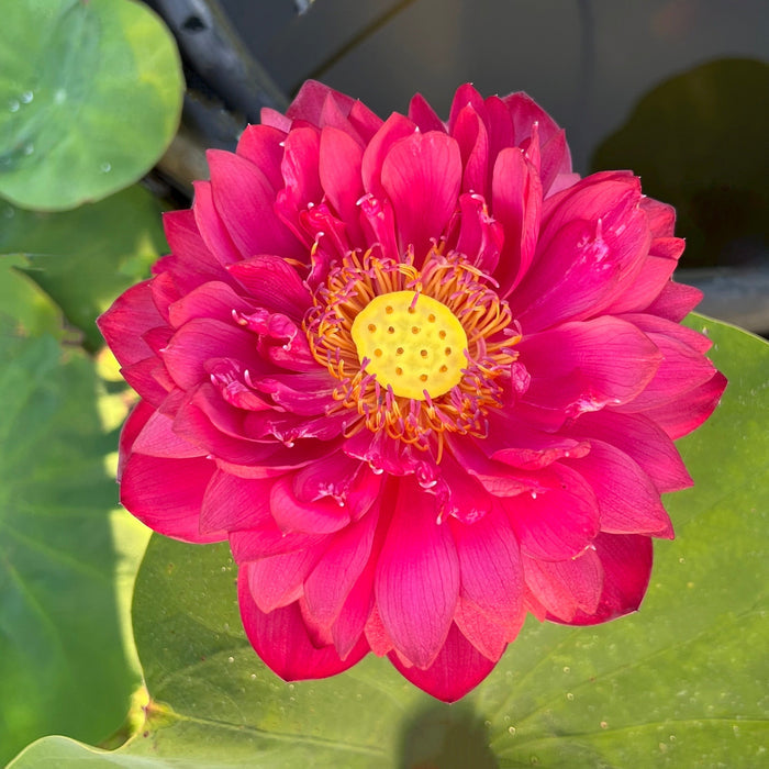 Insular Dark Dye Lotus (Bare Root)