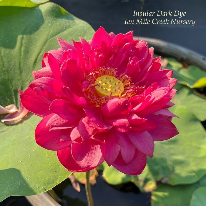 Insular Dark Dye Lotus (Bare Root)