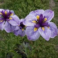 Iris Ensata 'Hall of Marble' (Bare Root) - Play It Koi