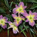 Iris Louisiana Handmaiden (Bare Root)