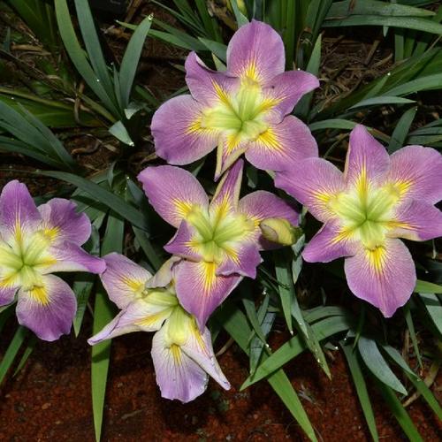 Iris Louisiana Handmaiden (Bare Root)
