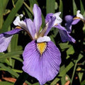 Iris Pseudata 'Enfant Prodige' Iris (Bare Root) - Play It Koi
