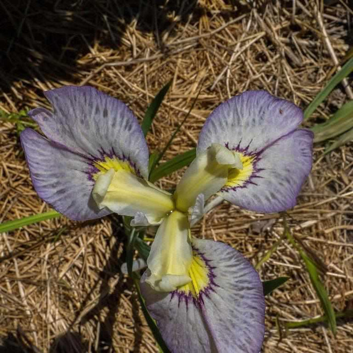 Iris Pseudata 'Tsukiyono Moonlit Field' Iris (Bare Root) - Play It Koi