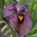Iris Pseudata 'Yasha' (Bare Root) - Play It Koi