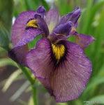 Iris Pseudata 'Yasha' (Bare Root) - Play It Koi