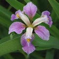 Iris Virginica 'Contraband Girl' (Bare Root) - Play It Koi