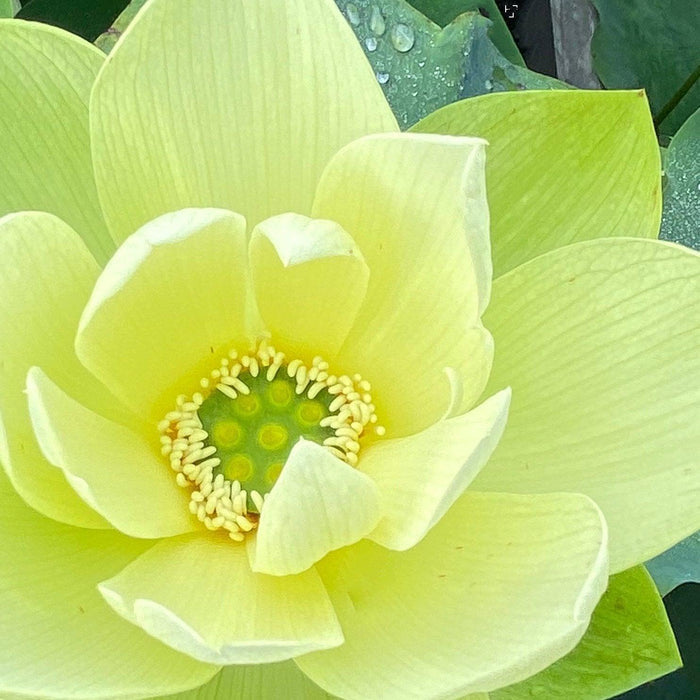 Jade in Jinling Lotus (Bare Root) - Play It Koi
