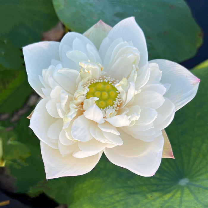 2024 Jade-like Snow Mini-Lotus (Bare Root) - Play It Koi