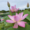 Jeannie's Smile - Our Happy Flower Lotus (Bare Root) - Play It Koi