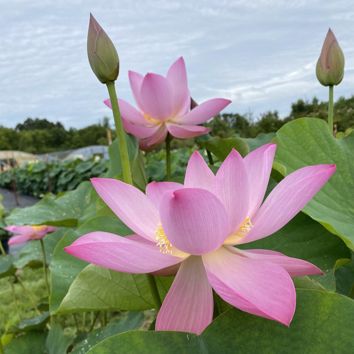 Jeannie's Smile - Our Happy Flower Lotus (Bare Root) - Play It Koi