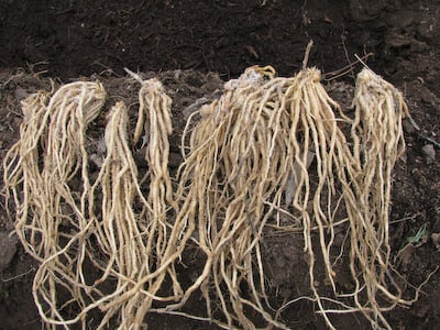 Jersey Knight, (F1) Asparagus Roots