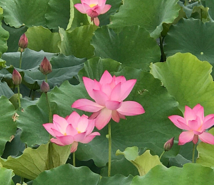 Jianxuan 17 Lotus (Bare Root) - Play It Koi