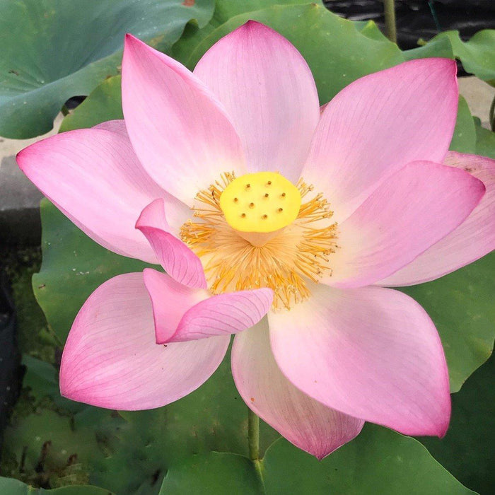 Jianxuan 17 Lotus (Bare Root) - Play It Koi