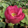 Chinese Red Jiaxing - Ten Mile Creek Nursery