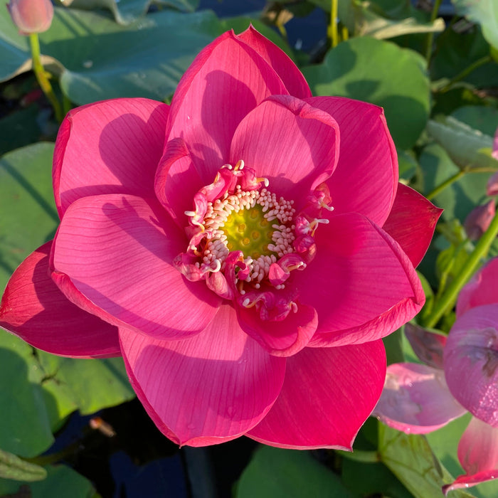 Jiaxing Lotus - City Series (Bare Root)