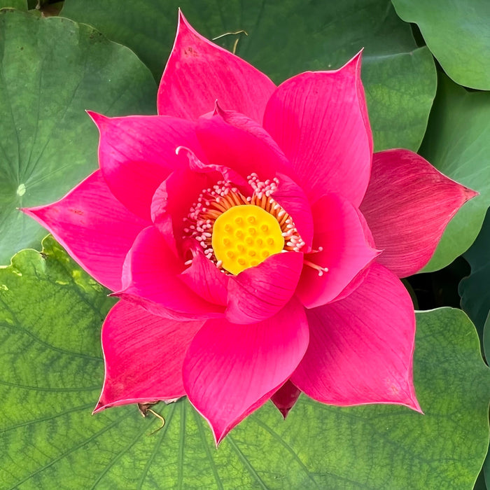 Jiaxing - Red City Series - Ten Mile Creek Nursery