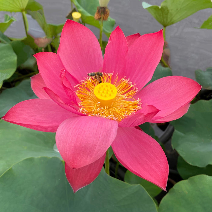 Jiaxing - Red City Series - Ten Mile Creek Nursery