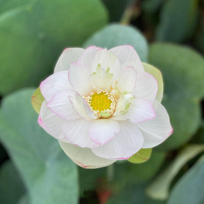 Jillian, Neshama Sheli - My Heart Lotus (Bare Root) - Play It Koi