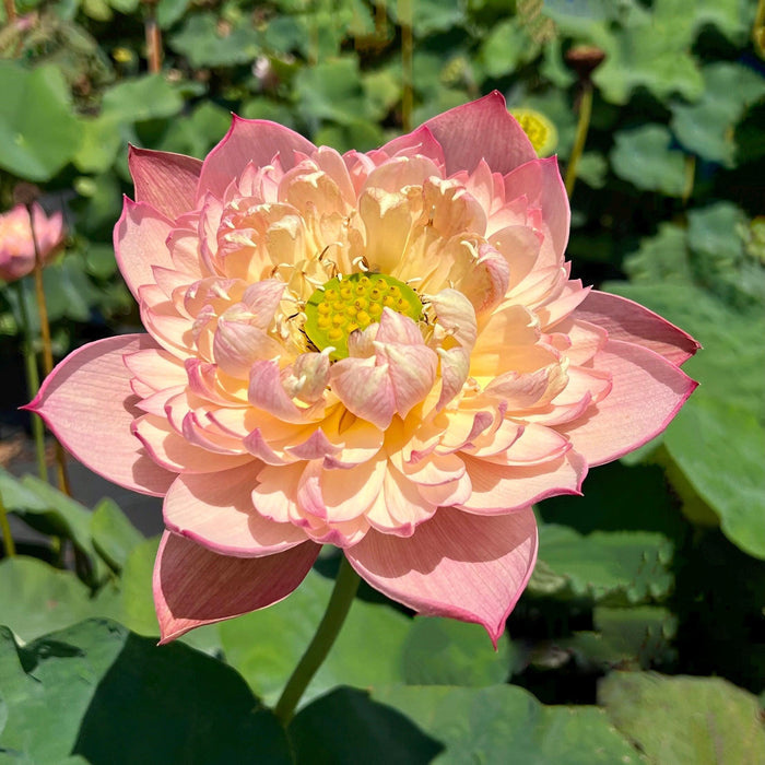 Jin Se - Luminous Color Lotus (Bare Root) - Play It Koi