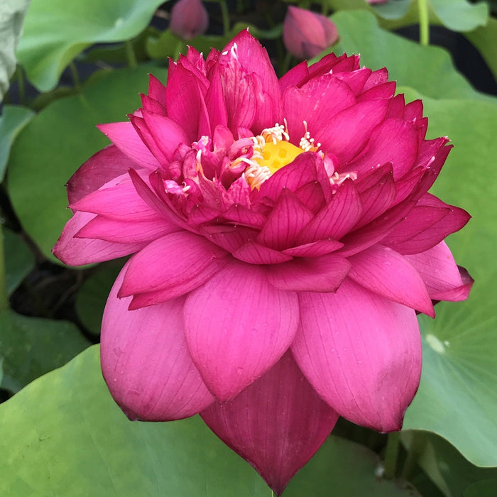 Chinese Red Jinggangshen - Ten Mile Creek Nursery