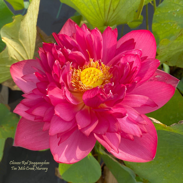Chinese Red Jinggangshen - Ten Mile Creek Nursery