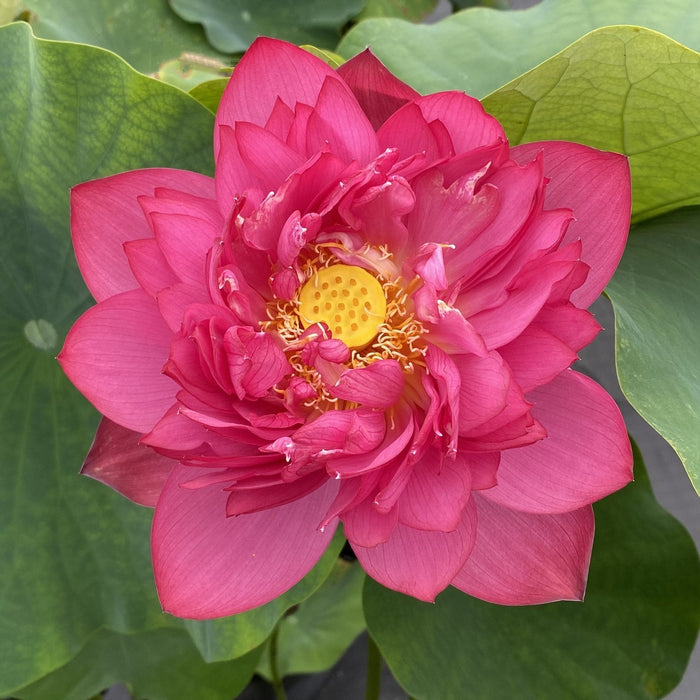 Chinese Red Jing Gang Shen - Ten Mile Creek Nursery