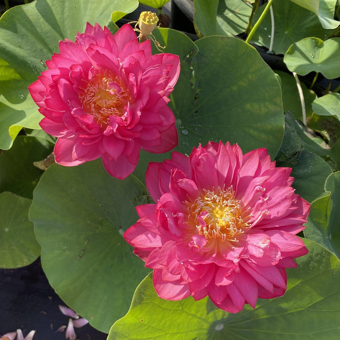 Chinese Red Jing Gang Shen Lotus (Bare Root) - Play It Koi