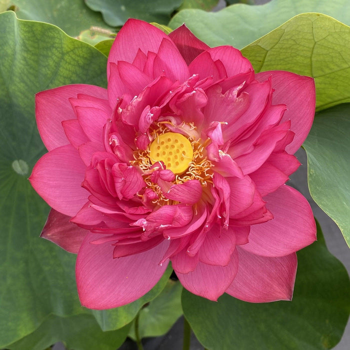 Chinese Red Jing Gang Shen Lotus (Bare Root) - Play It Koi