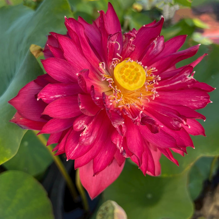 Jinggang Red Flag Lotus (Bare Root)