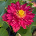 Jinggang Red Flag Lotus (Bare Root)