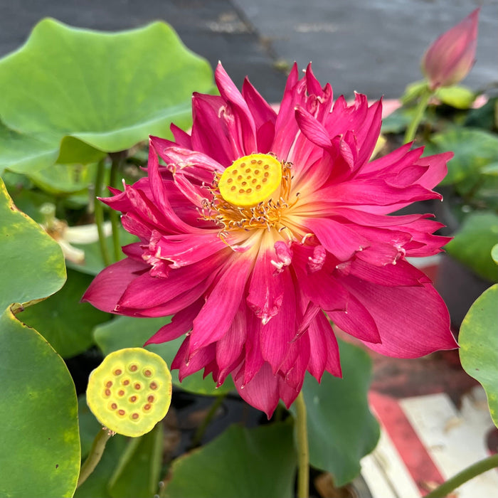 Jinggang Red Flag Lotus (Bare Root)