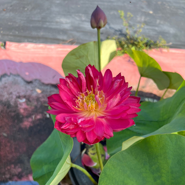 Jinggang Red Flag Lotus (Bare Root)