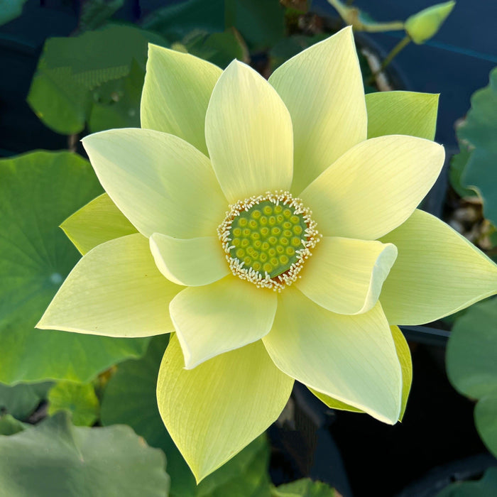 Jinling Jasper Lotus (Bare Root) - Play It Koi